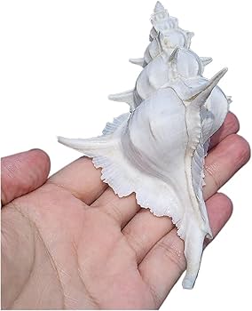 Amazon.co.jp: 海浜貝殻の大粒ナチュラル、 大きな天然の珍しい貝殻